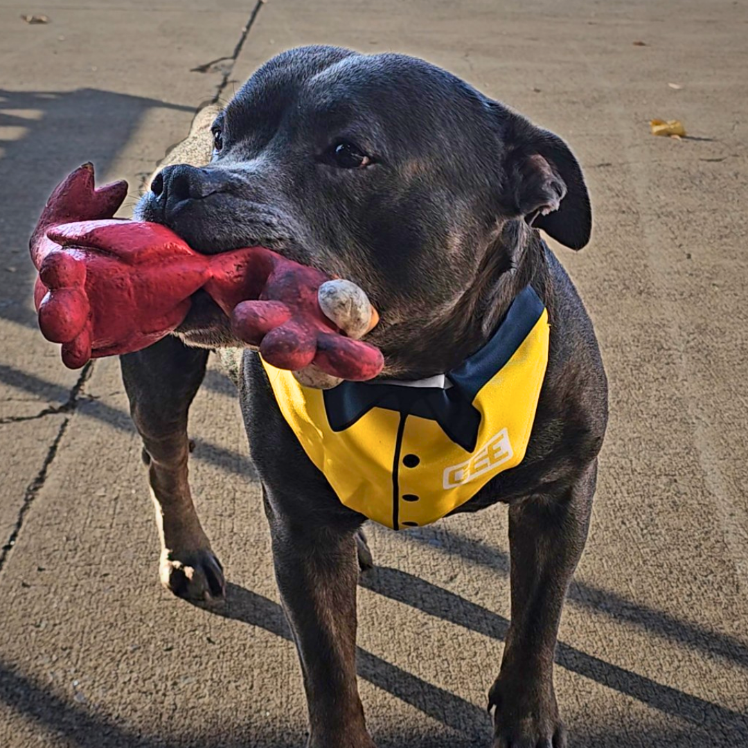 Pet Collar Bandana | Safety Officer Shirt